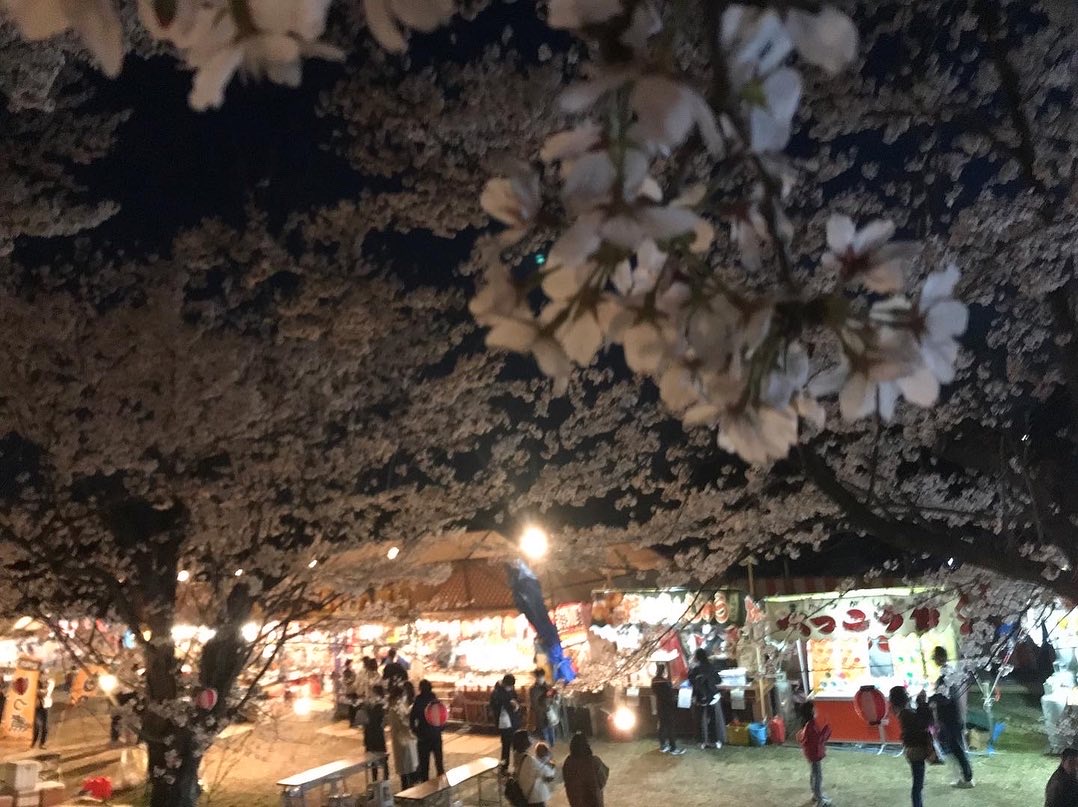 城ケ谷堤の夜桜