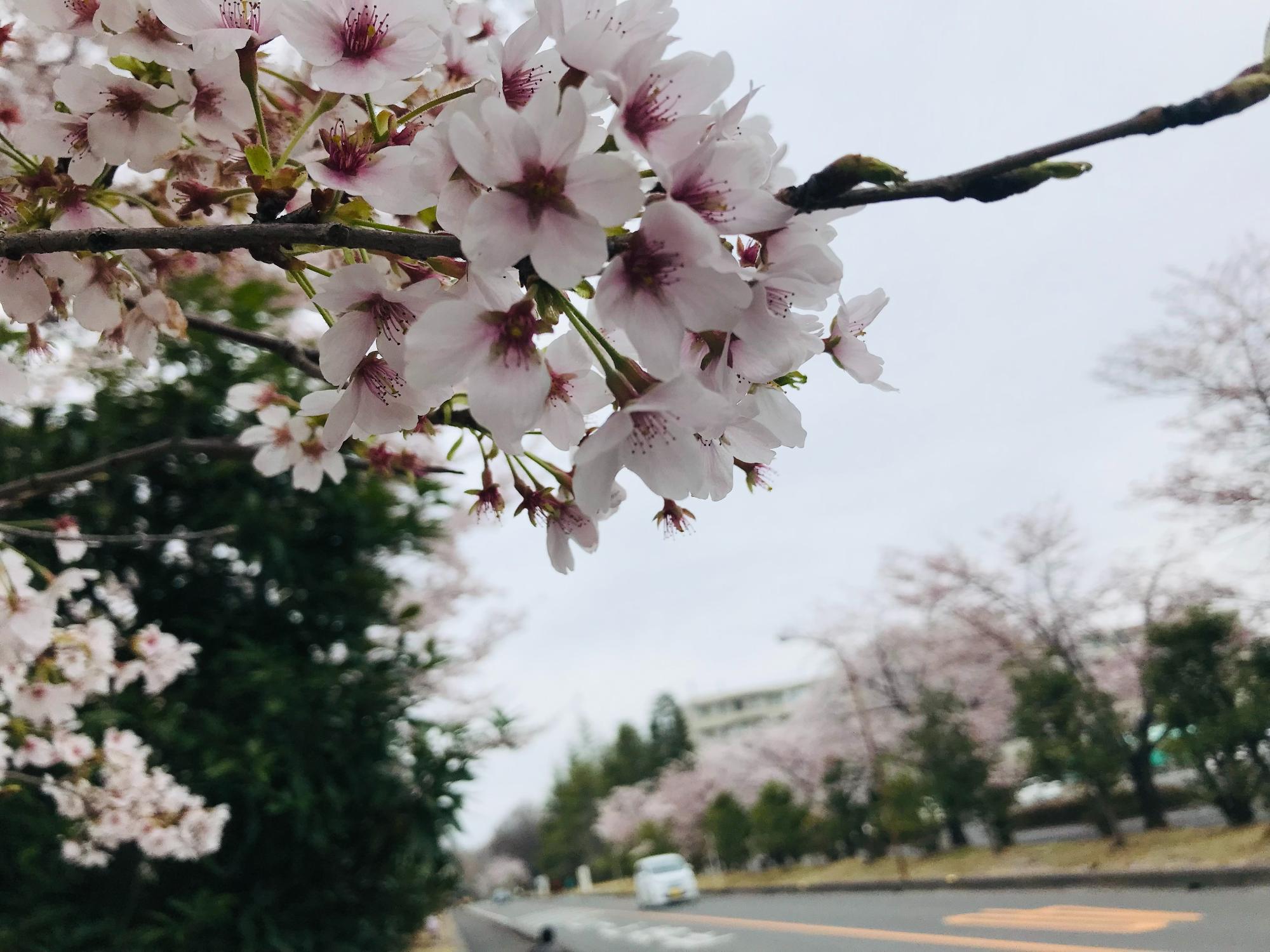 北里大学メディカルセンターの桜