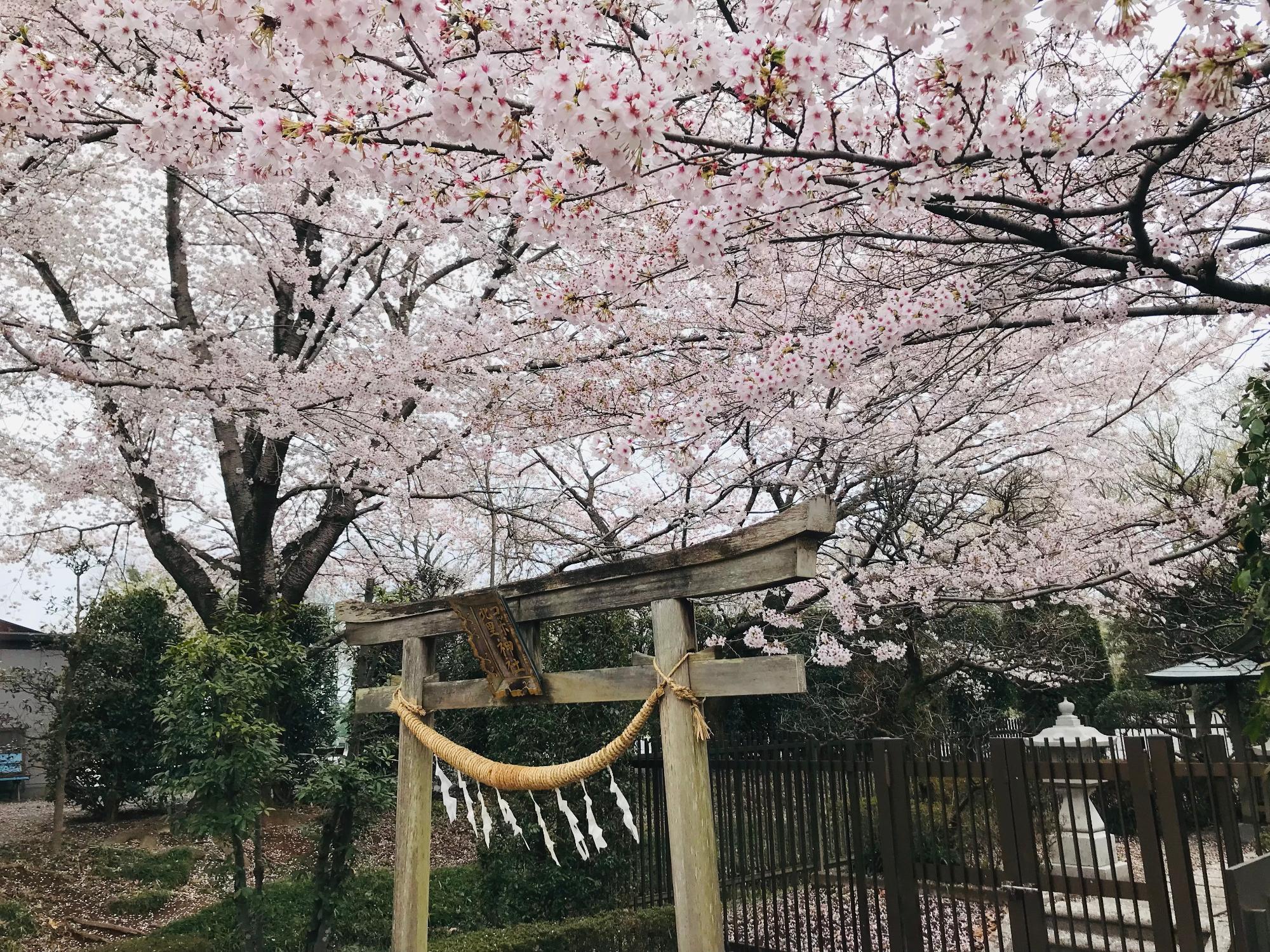コッホ北里神社と桜