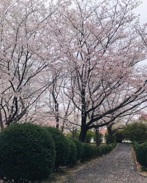 道を埋め尽くす桜の花びら