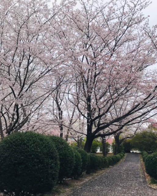 道を埋め尽くす桜の花びら