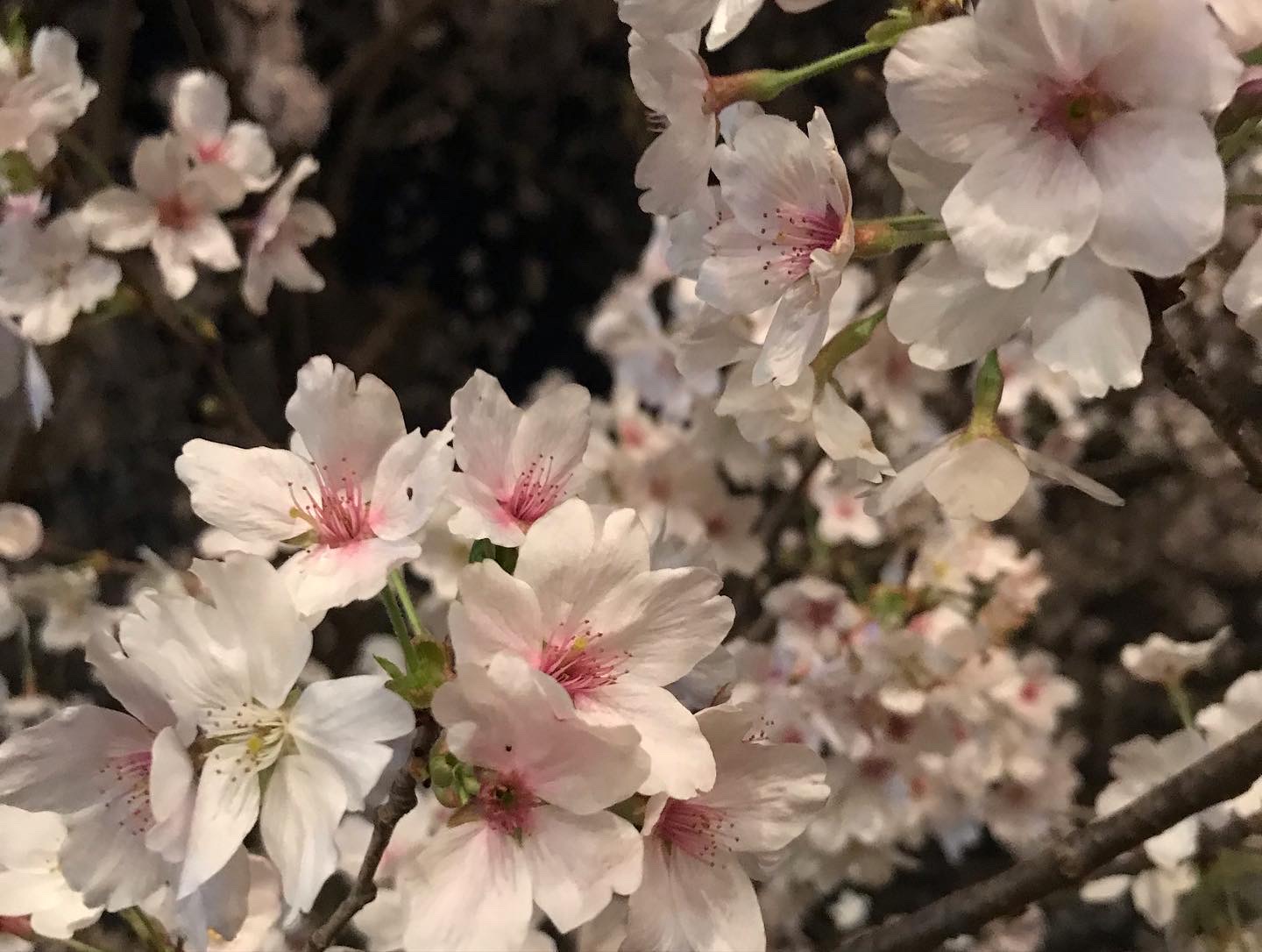 夜桜