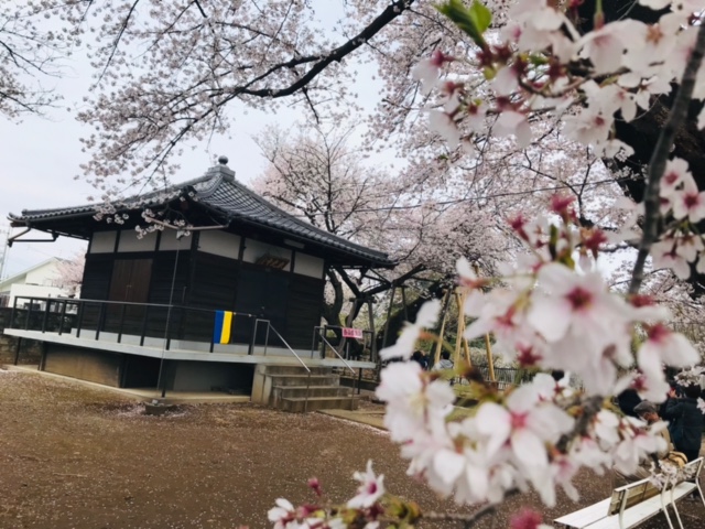 石戸蒲ザクラ敷地内の収蔵庫と桜