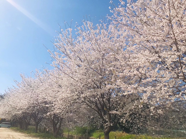 石戸蒲ザクラ駐車場の桜並木