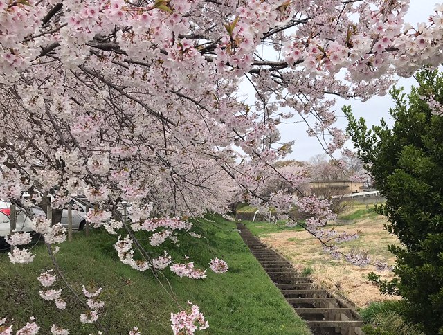 石戸蒲ザクラ駐車場近くの水路と桜並木