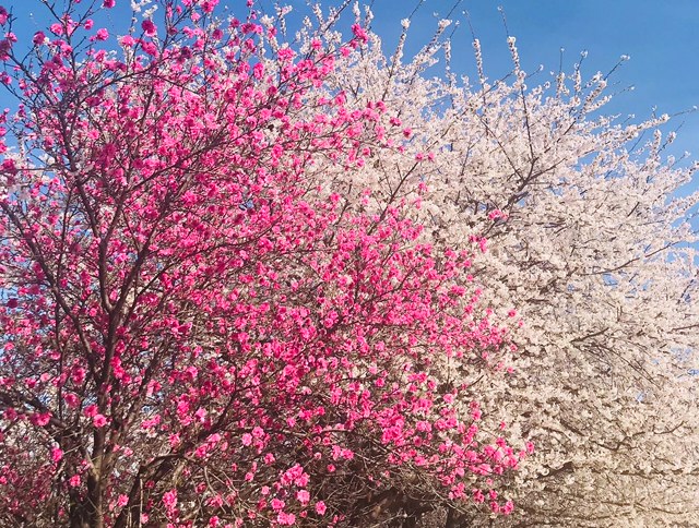石戸蒲ザクラ駐車場の桜並木の中に１本だけある濃いピンクの桜の木