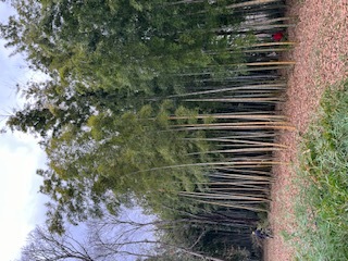 生い茂る竹林