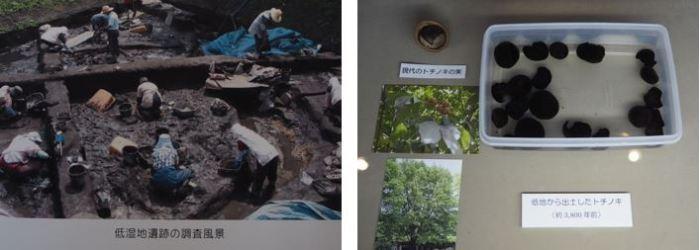 （左）たくさんの人達が遺跡の発掘調査を行っている様子の写真、（右）遺跡から出土したたくさんのトチノキの実と現代のトチノキの実と木の写真