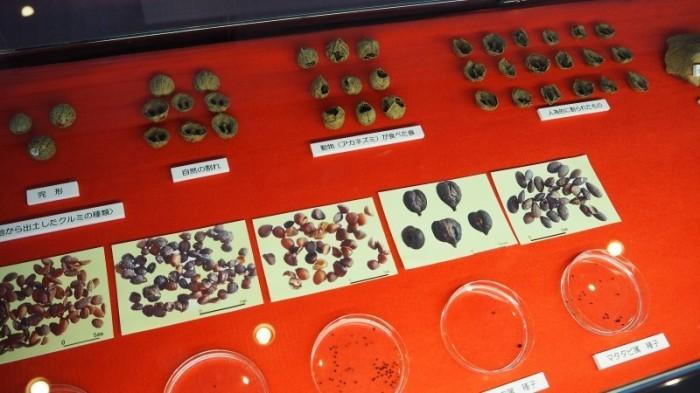 赤いテーブルの上に、シャーレに入った木の実、木の実やクルミの現物等が置かれている写真