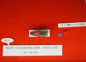 赤いテーブルの上に、土器が置いてありダイズの圧痕の箇所に赤い矢印が示されている様子の写真
