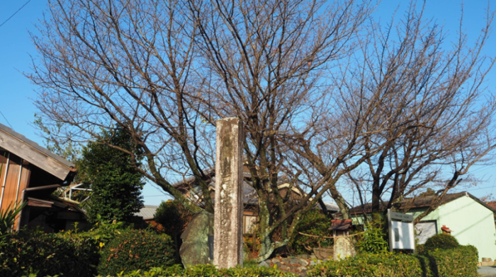 古い家の前にある枝を広げる大きな桜の木と石碑の写真