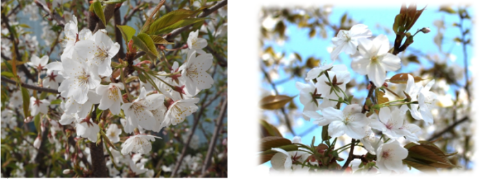 石戸蒲ザクラと石薬師の蒲桜の白い桜の写真