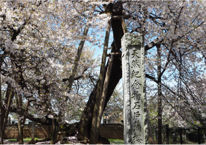 満開の桜の木とその前にある文字の彫られた記念碑の写真