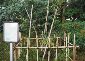 案内看板が立っている横に竹で囲まれた柵の中に緑色のタグが付いた木が植えられてある写真