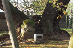 薄ザクラの木の根元に墓標が右斜めに傾いて置かれている写真