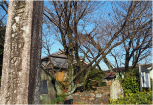 お社の近くにある開花前の蒲桜の写真