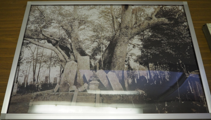 桜の木の根元に石が積み重ねて置いてある白黒の写真