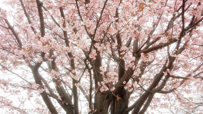 満開のピンクの花が咲く桜の木の写真