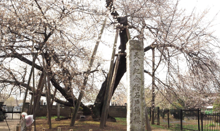 周りに黒の柵とブロックがある太い幹の桜の木の写真