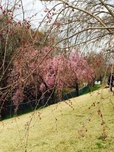 3分咲きの桜の枝の写真