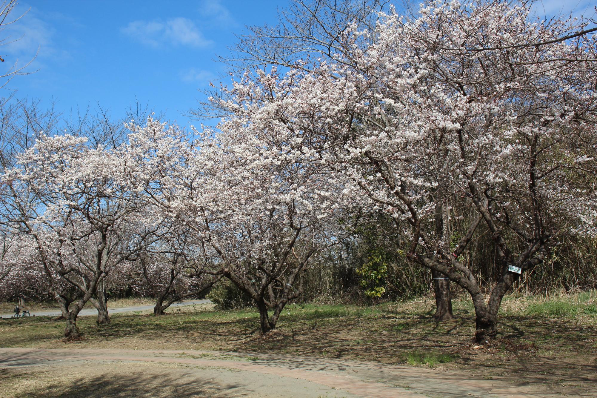 高尾さくら公園のオオカンザクラ