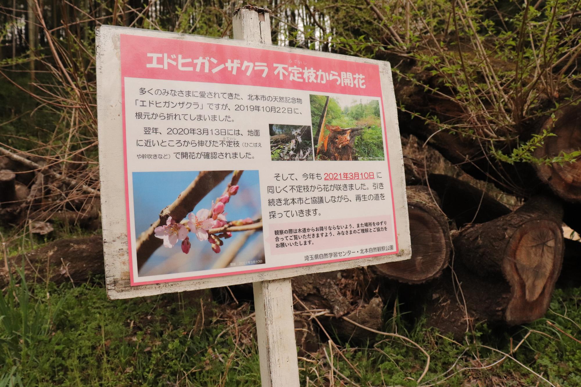 エドヒガンザクラの看板