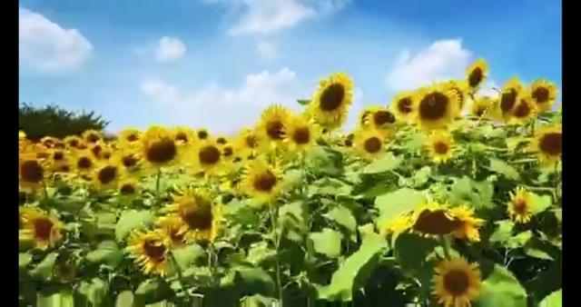 一面に咲く向日葵の花と青空の写真