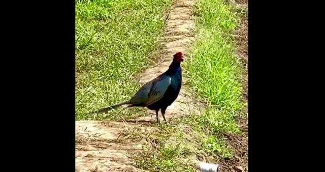 畑に1匹のキジがいる写真