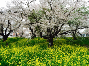 何本もの桜の木を囲むように満開の菜の花畑が広がっている写真