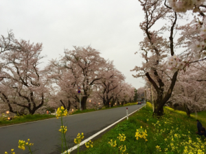 道路の土手に菜の花が咲き桜の木がずらりと並んでいる写真