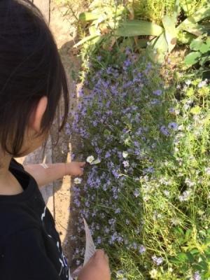 黒の洋服を着た女の子が薄い紫の小さな花を指さしている写真