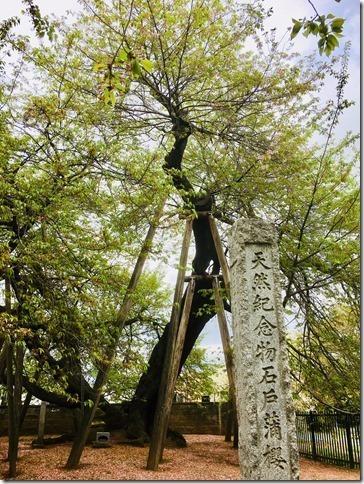 天然記念物の石戸蒲ザクラの写真