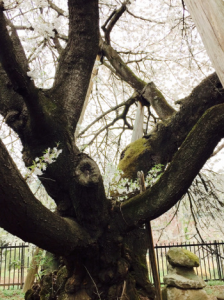 大きな幹が下から4つほどに枝分かれしている「蒲ザクラ」写真