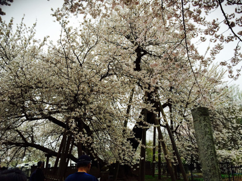 天然記念物の石碑があり、とても大きな石戸蒲ザクラが満開に咲いている写真