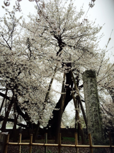 満開の白い花を咲かせた石戸蒲ザクラの写真