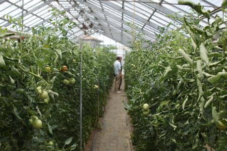 ビニールハウスいっぱいにぎっしりと栽培されている北本トマトの写真