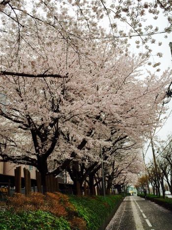 整備された遊歩道のわきに何本もの桜の木が並んで満開に咲いている写真