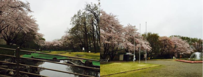 公園の池の周りや広場にずらりと咲いている桜の木の2枚の写真