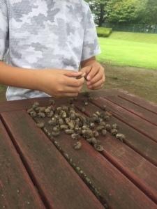 公園のベンチの上で男の子がニオイゼミの抜け殻を触っている様子の写真