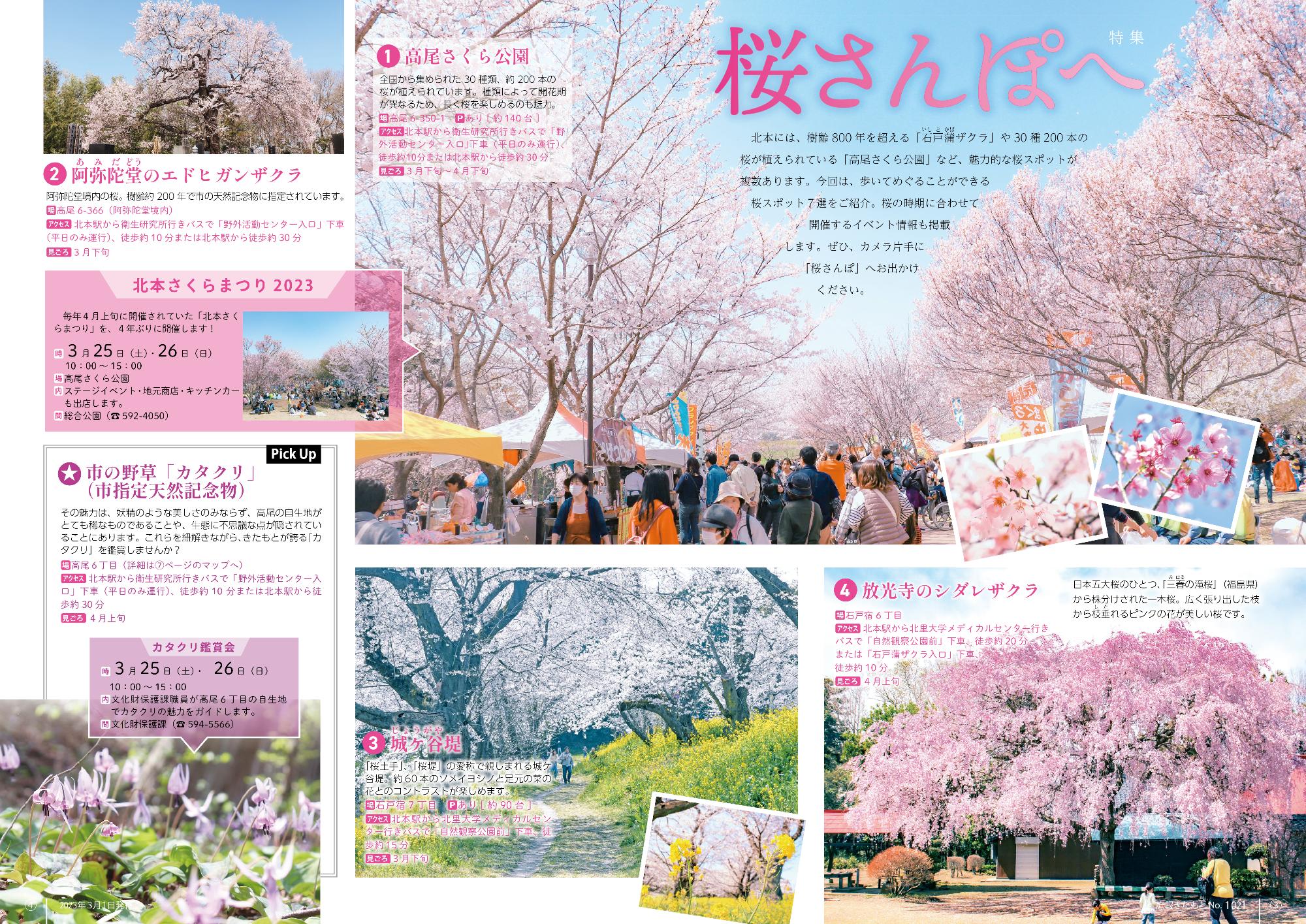 特集「桜さんぽへ」