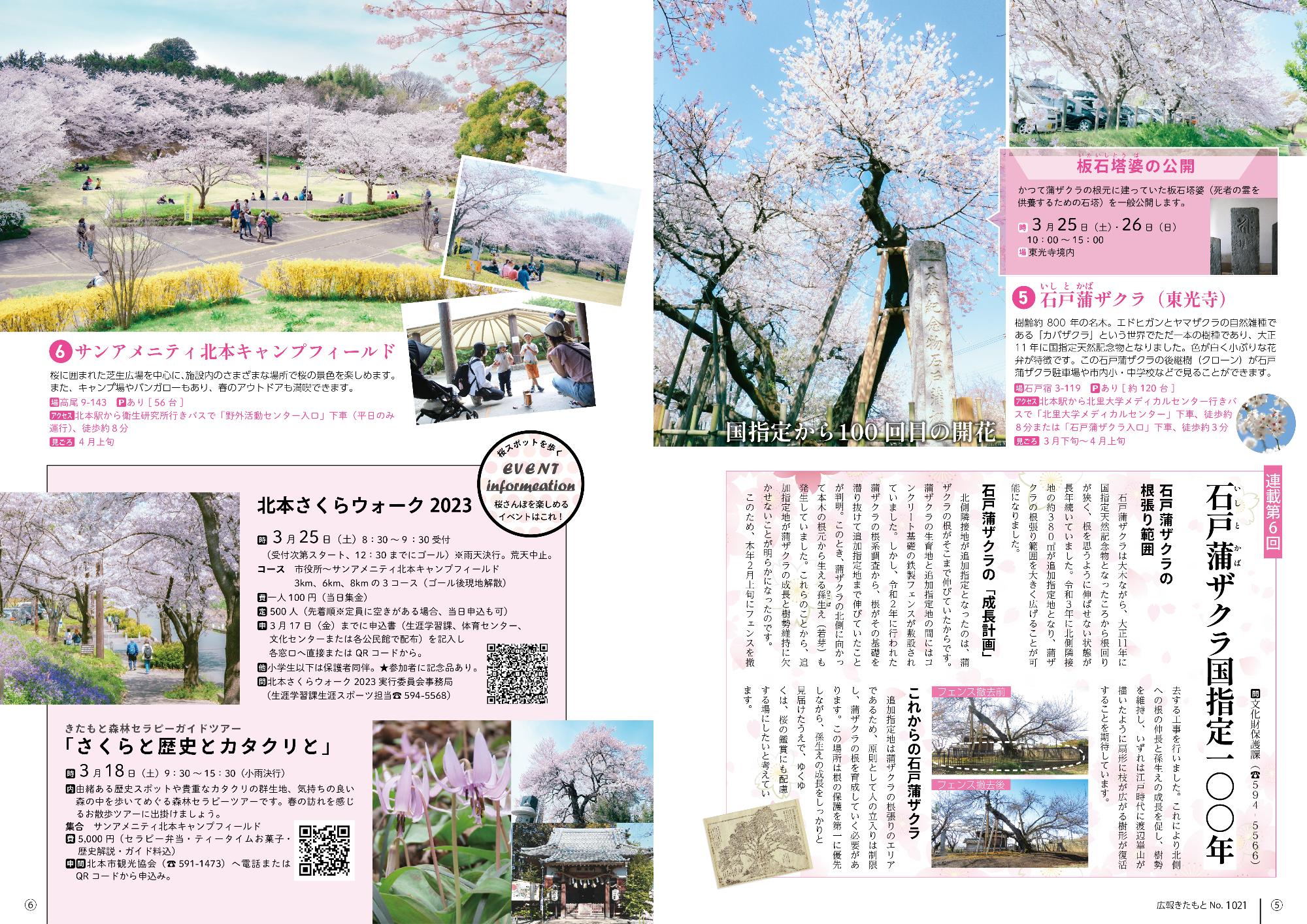 特集「桜さんぽへ」