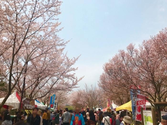 満開の桜に囲まれた公園が大勢の人で賑わっているさくら祭りの写真