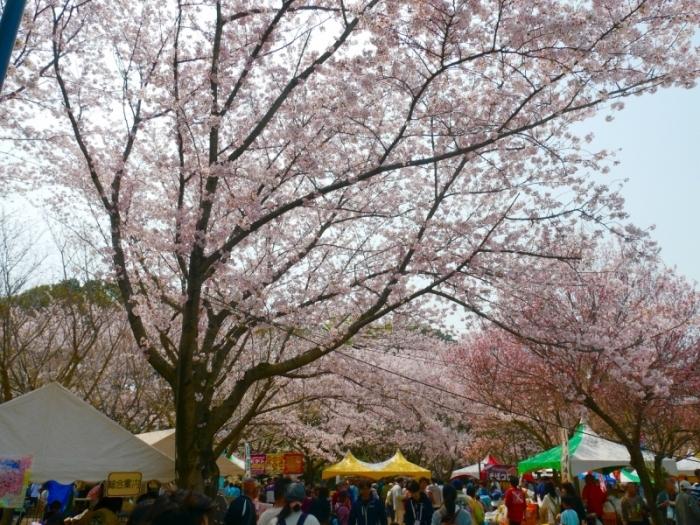 空いっぱいに広がる桜の木の下で大勢の人でにぎわっている祭りの写真