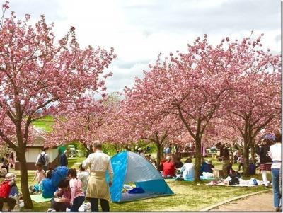 ピンク色の花を咲かせる八重桜と、芝生の上でお花見を楽しむたくさんの人々の写真