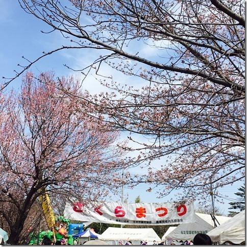 桜の花に囲まれるように「さくらまつり」と書かれた大きな幕がありテントが並んでいる写真