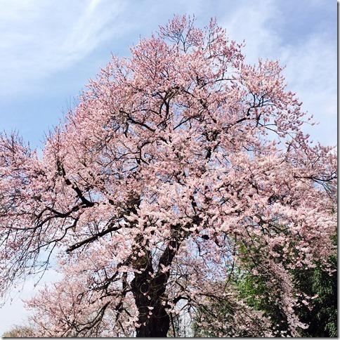 大空に向かって伸びたピンク色の満開の大きな桜の木の写真