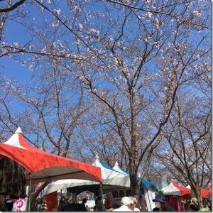 桜の木の下にテントの出店が並んでいる写真
