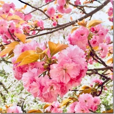淡いピンクと濃いピンクの桜の花のアップ写真