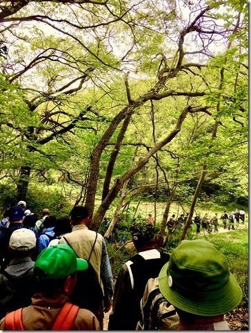 新緑の木々が生い茂る中、景色を楽しみながらウォーキングしているたくさんの参加者の写真