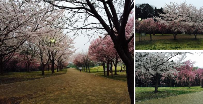 公園内の遊歩道に沿って濃いピンクから淡いピンク・白に近いピンクまで、様々な色合いの桜が咲いている3枚の写真
